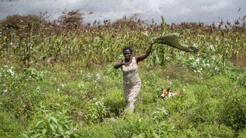 Pasokan makanan bagi warga pun terancam. Foto: Associated Press