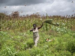 Bencana Teror Belalang yang Mengerikan di Afrika