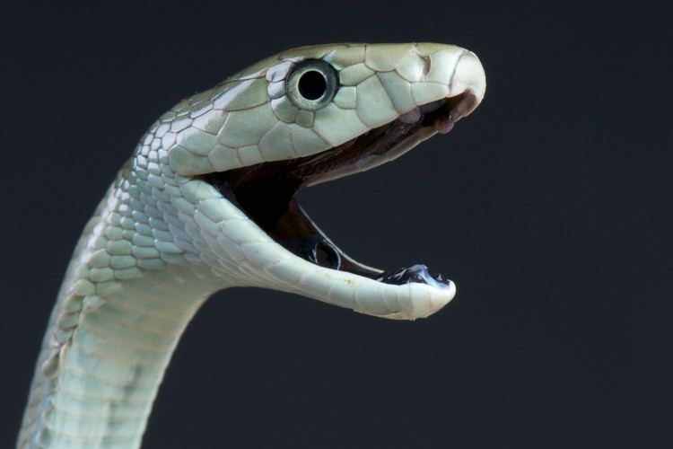 A black mamba lying on red stones
