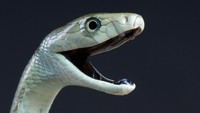 Ular ini diberi nama Black Mamba karena bagian dalam mulutnya yang berwarna gelap. Black Mamba akan membuka mulutnya apabila merasa terancam atau ingin menyerang mangsa. (iStock)