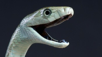 Meskipun spesies seperti boomslang atau king cobra berbahaya karena racunnya, black mamba bisa sangat mematikan karena kecepatannya. Ular ini ditemukan di sabana juga daerah berbatu di Afrika Selatan dan Timur. Spesies ini adalah yang tercepat dari semua ular, merayap dengan kecepatan hingga 20 km per jam. Foto: iStock