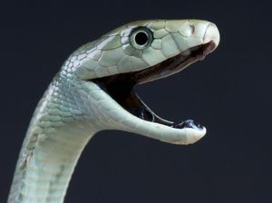Foto: Ini Black Mamba, Inspirasi Julukan Kobe Bryant