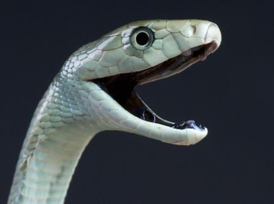 Foto: Ini Black Mamba, Inspirasi Julukan Kobe Bryant