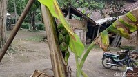 Berdasarkan pantauan detikcom, kondisi buah pisang tersebut saat ini di bagian ujung kelihatan berwarna hitam. Muhammad Prihantoro (28), putera Kurdi menduga, warna hitam tersebut terjadi karena sering dipegang oleh warga yang penasaran dengan keberadaan buah pisang tersebut.