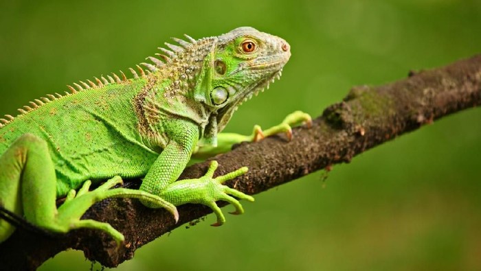 iguana