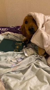 Saat Anjing Batalkan Liburan Keluarga ke Wuhan