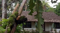 Pohon pisang unik itu pun diketahui merupakan jenis patilan atau dikenal dengan sebutan raja banyu.