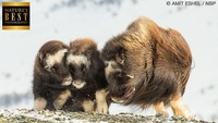 Foto kebersamaan 3 hewan berbulu tebal, Muskox. Ternyata, foto Eshell ini mendapatkan penghargaan Natures Best Photography 2019. (Amit Eshel/instagram)
