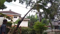 Buah pisang yang muncul di tengah-tengah pohon itu pun menarik perhatian warga. Tak sedikit warga yang melintas berhenti sejenak untuk memotret buah pisang yang muncul di tengah batang pohon itu.