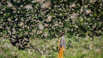 “Bahkan sapi-sapi bertanya apa yang terjadi. Mereka memakan segalanya,” ujar Ndunda Makanga yang berjam-jam coba mengusir belalang dari ladangnya. Foto: Associated Press
