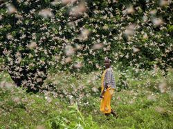 Bencana Teror Belalang yang Mengerikan di Afrika