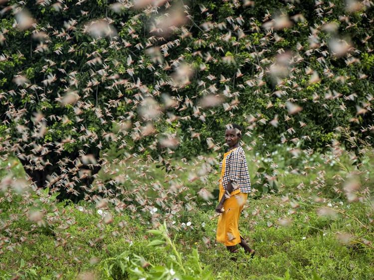 Bencana Teror Belalang yang Mengerikan di Afrika
