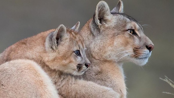 Masih tentang puma, kali ini anak puma tampak menggelendoti induknya. Menggemaskan sekali. (Amit Eshel/instagram) Masih tentang puma, kali ini anak puma tampak menggelendoti induknya. Menggemaskan sekali. (Amit Eshel/instagram)