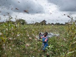 Bencana Teror Belalang yang Mengerikan di Afrika