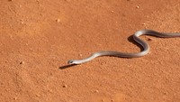 Meski namanya Black Mamba, tapi sebenarnya warna ular ini coklat gelap di bagian punggung dan terang di bagian perut. Ular ini bisa tumbuh hingga sepanjang 4,5 meter di alam. (iStock)