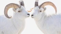 Kedua kambing gunung ini nampaknya tahu kalau sedang difoto. Sekaan berpose, hewan-hewan ini saling mendekat dan terlihat menggemaskan.(Amit Eshel/instagram)