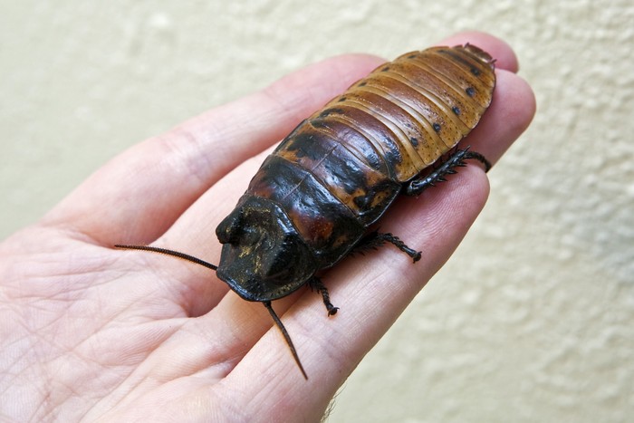 Kecoa berdesis Madagaskar
