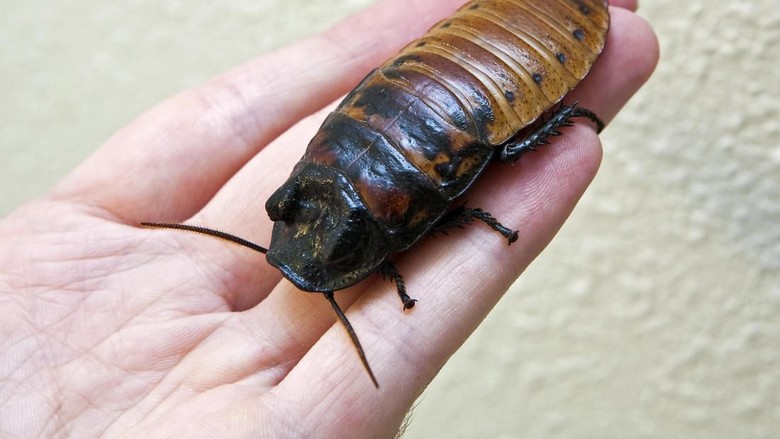 Kecoa berdesis Madagaskar Kecoa berdesis Madagaskar