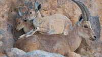 Dua Ibex Alpen yang sedang bermanja dengan induknya. Satu anak Ibex tampak menaiki induknya yang terlihat sangat santai. Mereka terlihat sangat akur ya traveler? (Amit Eshel/instagram)