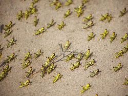 Bencana Teror Belalang yang Mengerikan di Afrika