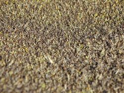 Bencana Teror Belalang yang Mengerikan di Afrika