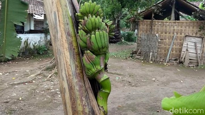 Buah Pisang di Magelang Muncul di Tengah Batang Bila umumnya buah pisang berbuah di pangkal pohon, buah pisang di Magelang ini justru berbuah di tengah-tengah batang pohon lho. Penasaran? Yuk, lihat.