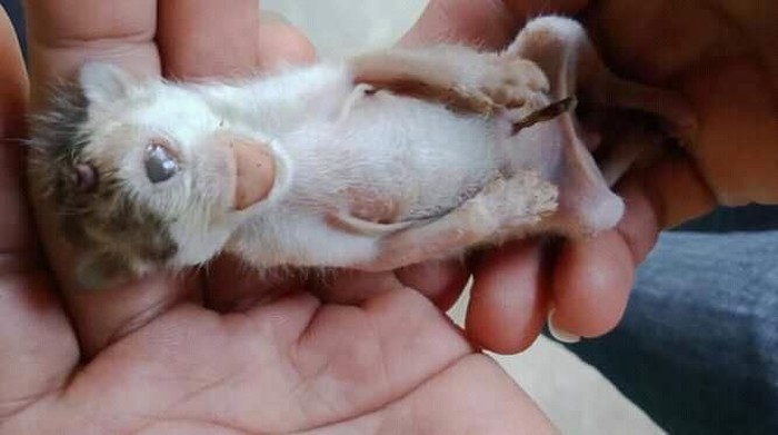 Viral foto kucing bermata satu dan bertanduk di Sumut (Dok. Pribadi)