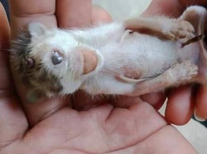 Viral Kucing Bermata Satu dan Bertanduk di Sumut, Ini Kisah di Baliknya