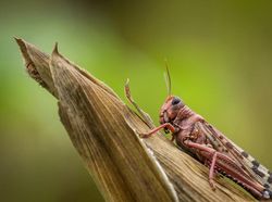 Bencana Teror Belalang yang Mengerikan di Afrika