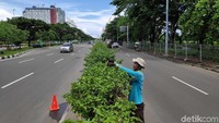Dilansir dari CNN Indonesia, sebuah penelitian yang diterbitkan dalam jurnal ACS Environmental Science & Technology menyebutkan, tanaman hijau delapan kali lebih efektif untuk mengurangi polutan udara.
