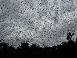 Bencana Teror Belalang yang Mengerikan di Afrika