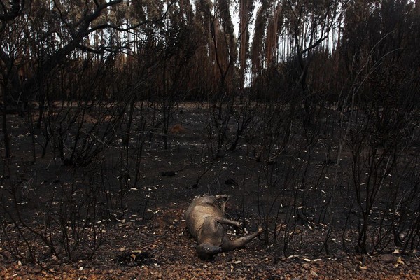 Kebakaran yang melanda Pulau Kanguru sejak 20 Desember 2019 lalu juga telah mengakibatkan ratusan satwa endemik Australia mati. (Foto: Getty Images) Kebakaran yang melanda Pulau Kanguru sejak 20 Desember 2019 lalu juga telah mengakibatkan ratusan satwa endemik Australia mati. (Foto: Getty Images)