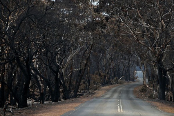Pohon-pohon hangus dan menghitam. Kobaran api sesekali masih muncul dari balik sisa-sisa pepohonan. (Foto: Getty Images) Pohon-pohon hangus dan menghitam. Kobaran api sesekali masih muncul dari balik sisa-sisa pepohonan. (Foto: Getty Images)