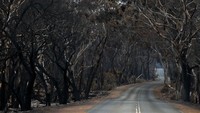 Pohon-pohon hangus dan menghitam. Kobaran api sesekali masih muncul dari balik sisa-sisa pepohonan. (Foto: Getty Images)