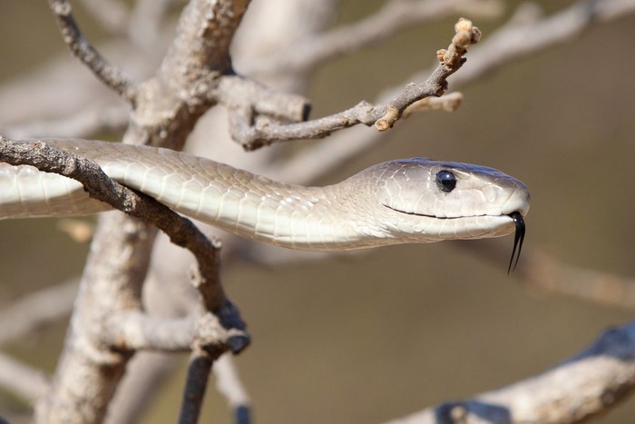Ular Black Mamba striking a pose.