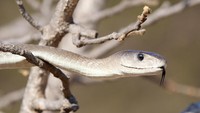 Dia menciptakan persona sebagai Black Mamba karena begitu terinspirasi dari spesies ular paling mematikan di dunia itu. Black Mamba berasal dari benua Afrika. (iStock)
