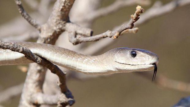Black Mamba, Ular Paling Berbisa, dan Mendiang Kobe Bryant