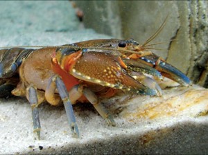 Komoditas Unggulan Bernama Lobster