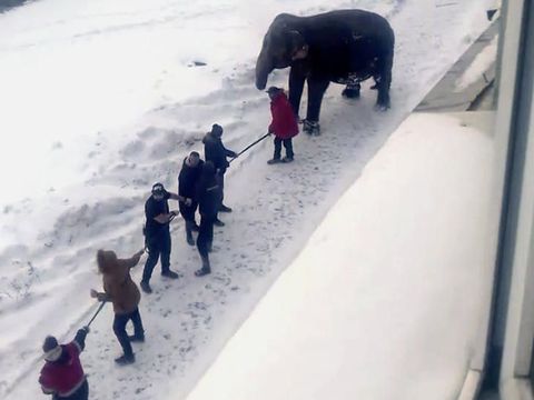 2 Gajah Asyik Berkeliaran dan Main Salju di Jalan Umum Rusia