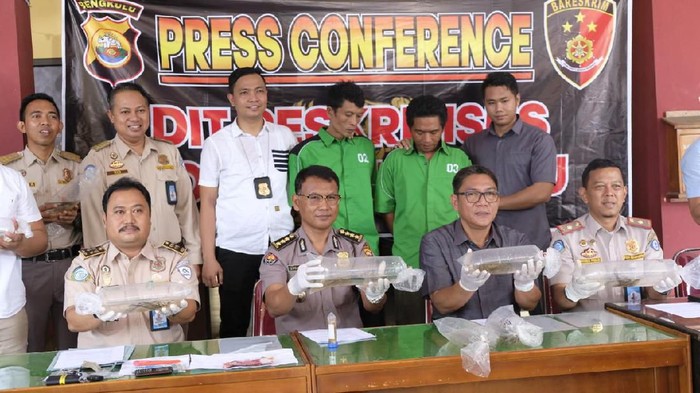 Polisi Gagalkan Penyelundupan Bibit Lobster Senilai 4,5 Miliar