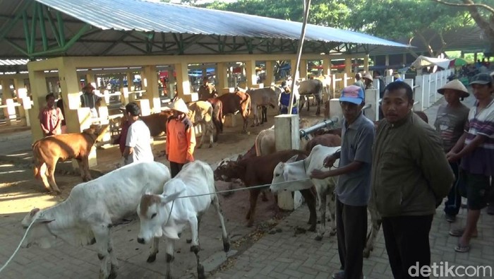 Pasar hewan di Gunungkidul