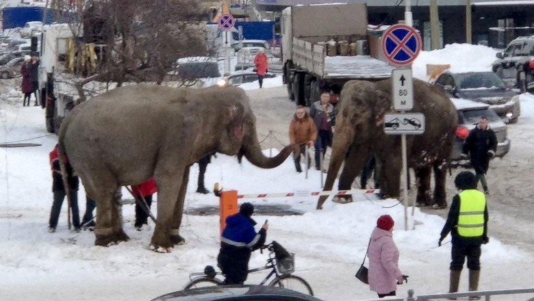 Gajah Berkeliaran di Jalan Gajah Berkeliaran di Jalan