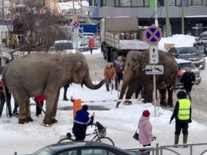 Bikin Kaget Warga, Dua Gajah Asyik Main Salju di Jalan Raya