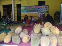 Legit Maknyus! Durian Serendet dari Kampung Benteng Ciamis