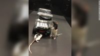 Wah! Tikus Ini Dilatih Sampai Bisa Nyetir Mobil