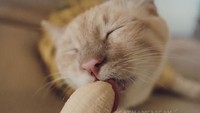 Sehari-harinya Bean menghabiskan waktunya di rumah menemani sang pemilik, dan kadang bermain bersama kucing-kucing lainnya. Foto: Facebook Cat Named Bean