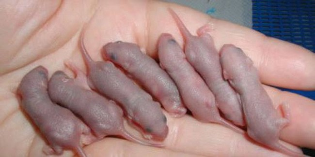 Makan Bayi Tikus dan Pasar Tomohon yang Dikaitkan dengan Virus Corona