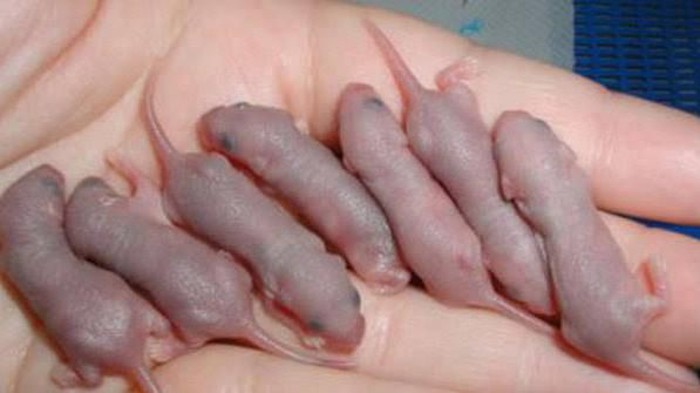 bayi tikus