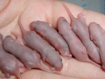 Merinding! Wanita Ini Mukbang Bayi Tikus Hidup-hidup