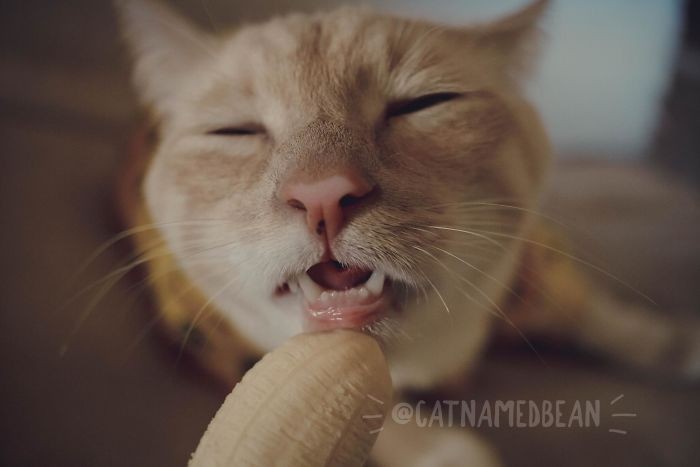 Cat Named Bean Kucing Pisang